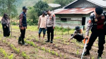 Personil Polsek Lut Tawar lakukan Kegiatan Pemupukkan pertama pada kegiatan penanaman jagung sejuta Hektar di desa Pedemun.