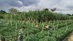 ‎Babinsa Koramil 09/Ketol Bantu Petani Rawat Tanaman Cabai di Blang Mancung ‎