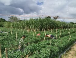 ‎Babinsa Koramil 09/Ketol Bantu Petani Rawat Tanaman Cabai di Blang Mancung ‎
