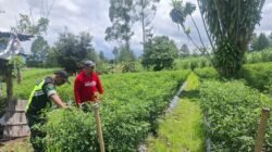 ‎Babinsa Koramil 09/Ketol Pantau Pertumbuhan Tanaman Cabai di Jalan Tengah