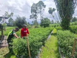 ‎Babinsa Koramil 09/Ketol Pantau Pertumbuhan Tanaman Cabai di Jalan Tengah